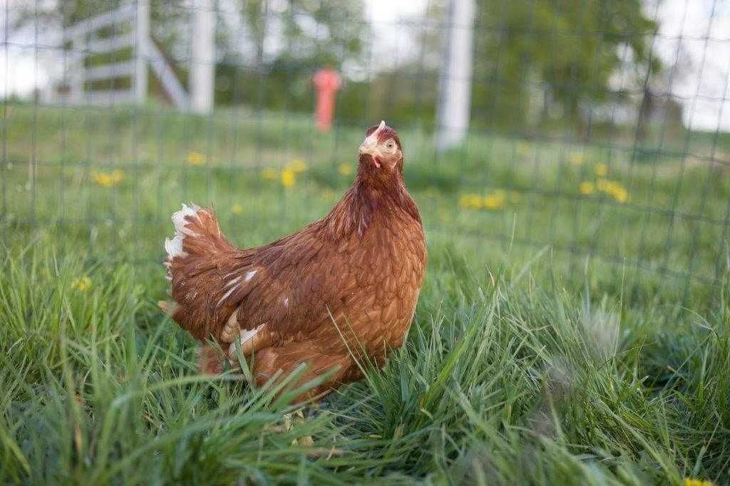 Kurki nioski Tetra brązowa i biała  21 tygodni z jajkiem