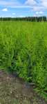 Tuja Brabant 120 cm tuje 140 thuja poznan drwesa