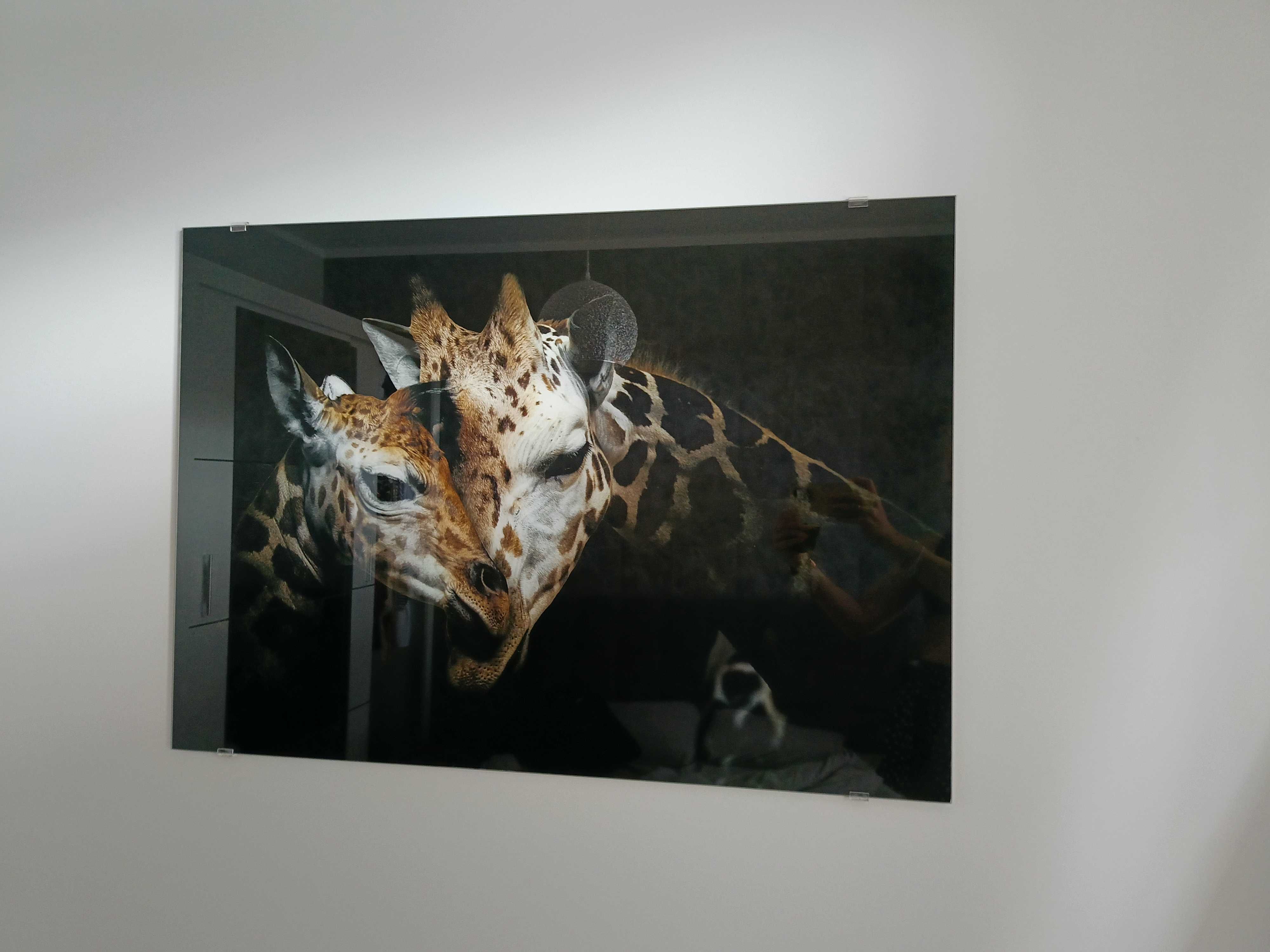 Obraz glasspik żyrafy 100x70