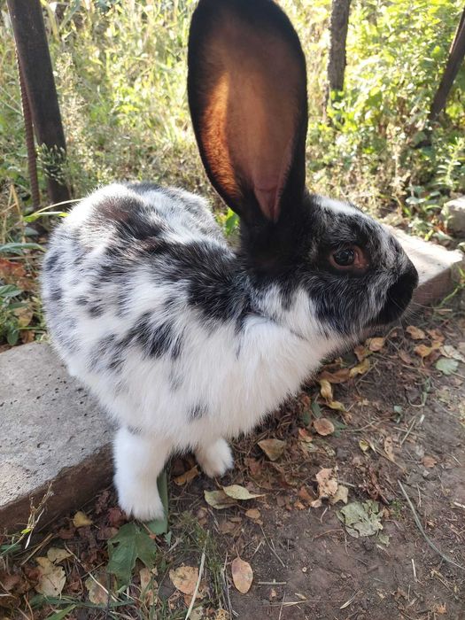 Продам кроликів кроли