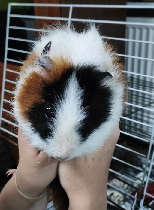 Piękny samiec barankowy świnka morska kawia domowa