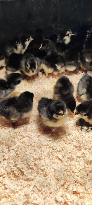 Australorp kurczaki kilkudniowe