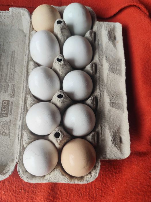 Jajka Wiejskiej Świeże