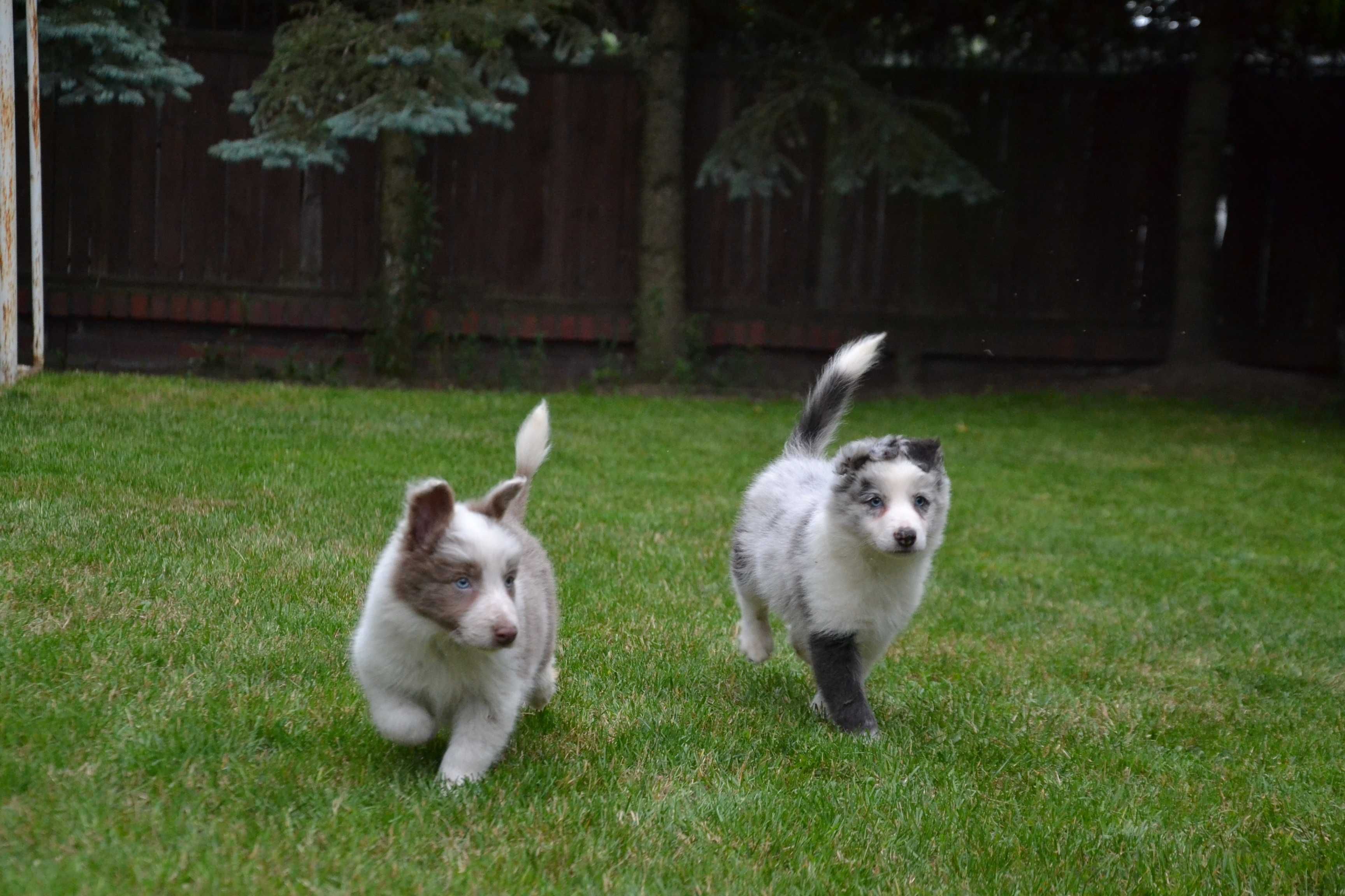 Border Collie red white piesek