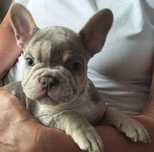 Buldog francuski , new shade, Isabella merle