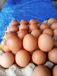 Браун ник Украина импорт,яйца для инкубации