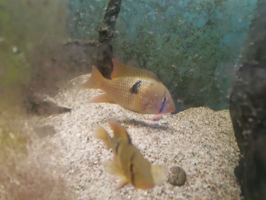 Ryba słodkowodna Ziemiojad piękna kolorowa duża odmiana