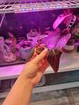 Philodendron Gigas sadzonka