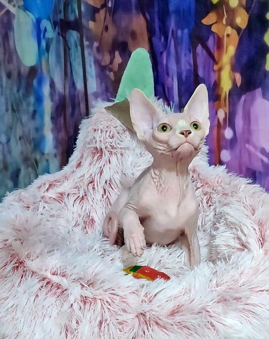 Канадський сфінкс хлопчик Джокер