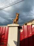 Вязка абиссинского кота