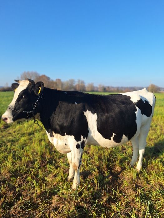 Jałówka wysokocielna