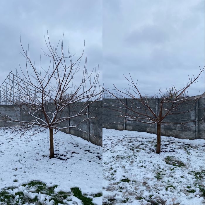 Профессиональная обрезка фруктовых деревьев,а так же любых других