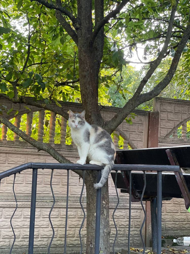 Чудесные котики ищут дом СРОЧНО