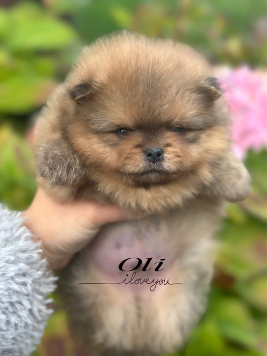 Szpic miniaturowy/pomeranian