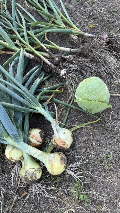 Ділянка 25 сот, с. Щербанівка, Обухів р-н