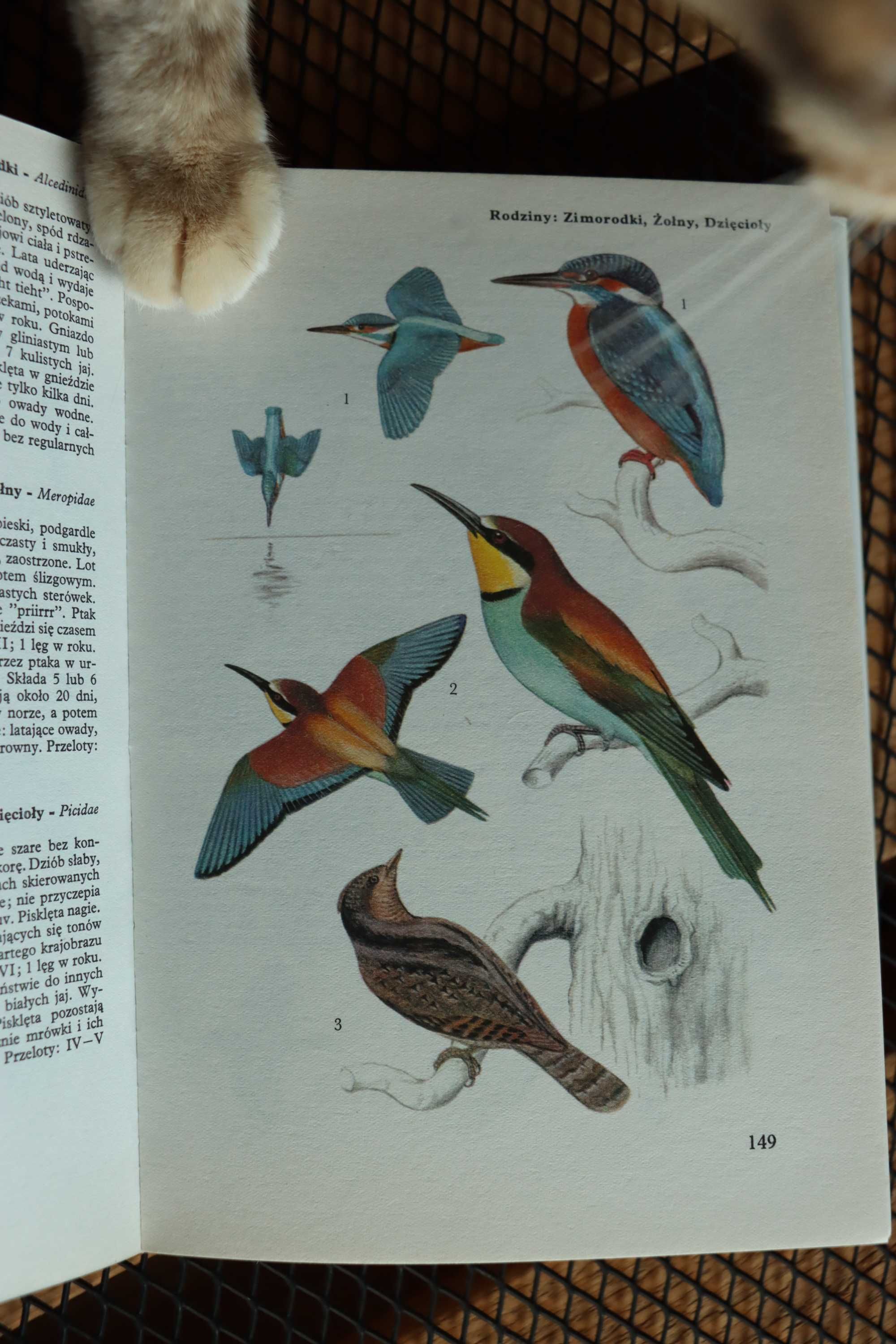 Jaki to ptak atlas książka przyroda D.Aichele, W.Cerny
