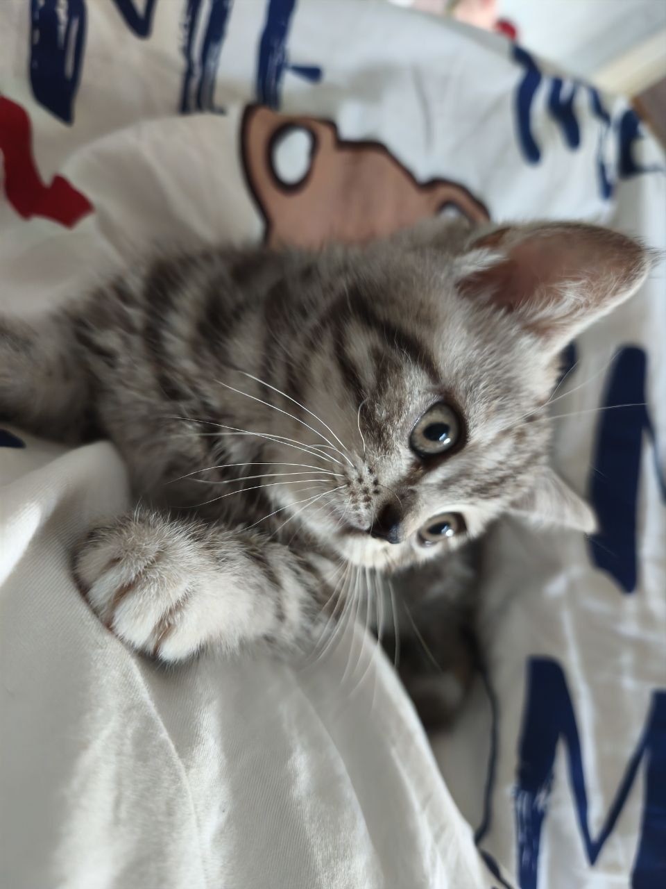 Красивий шотландский прямоухий котенок девочка