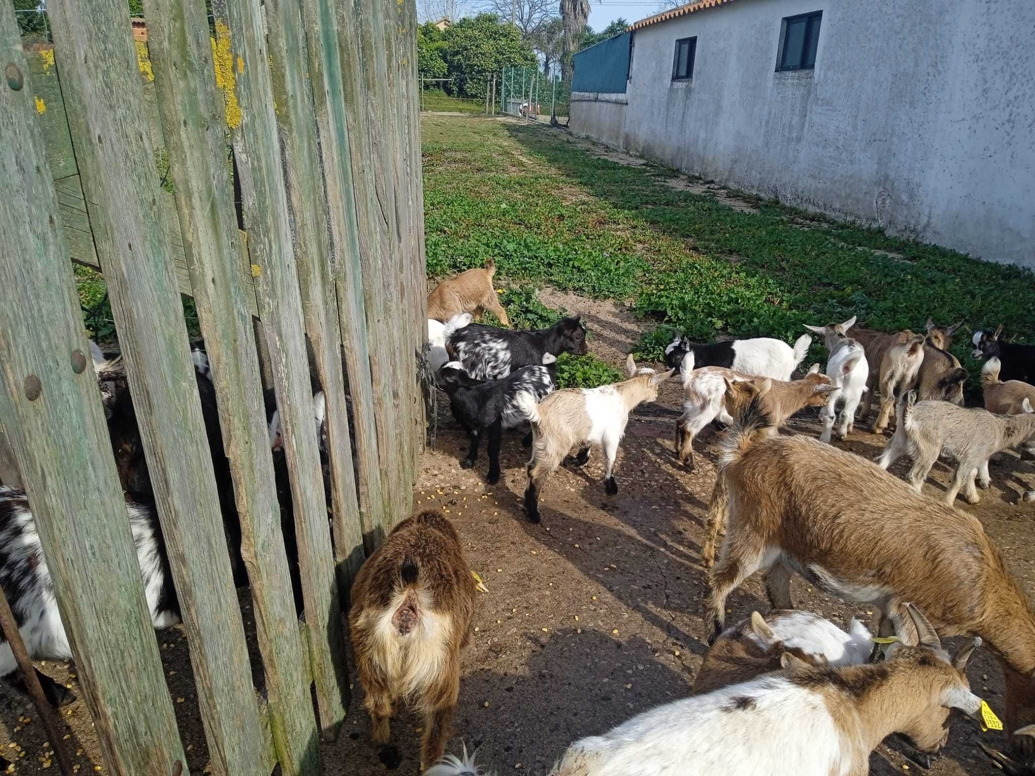 Cabras Anãs Setubal