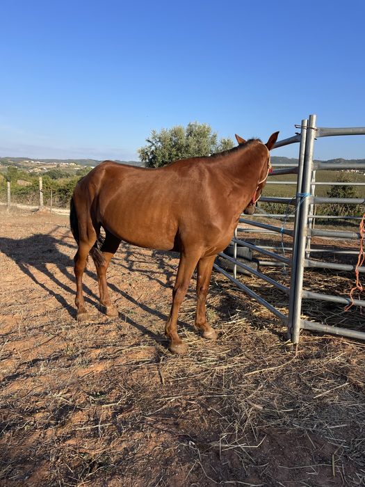 Poldra alazã super docil com 3 anos