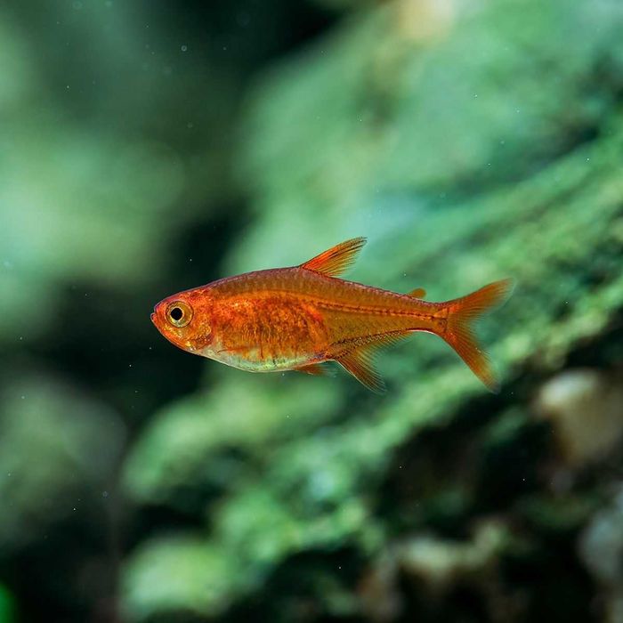 Hyphessobrycon Amandae Bystrzyk Amandy