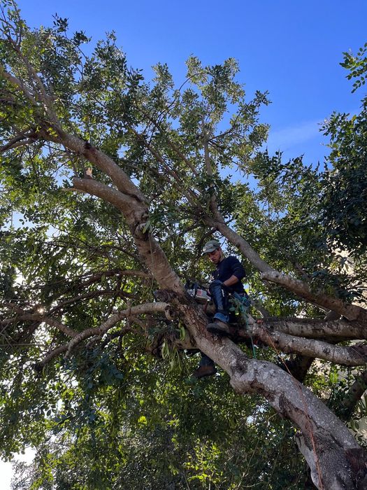 Arborismo avaliação e poda de árvores