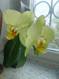 Орхидея   лимоновая  цветет