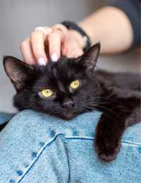Багира, 3 года, кошка, чёрная, спокойная, красивая