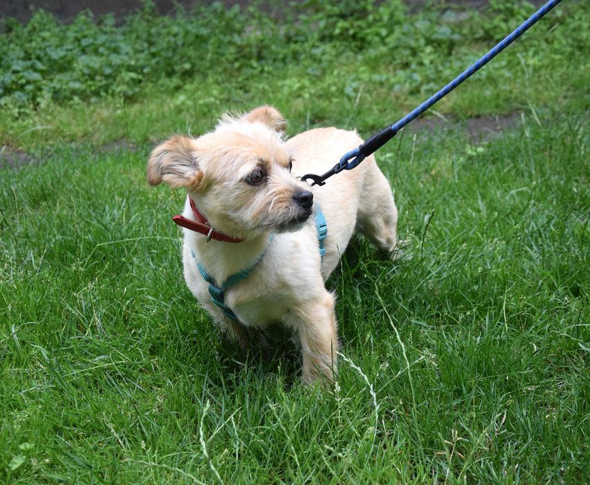 Malutka, delikatna, cudna sunia potrzebuje domku