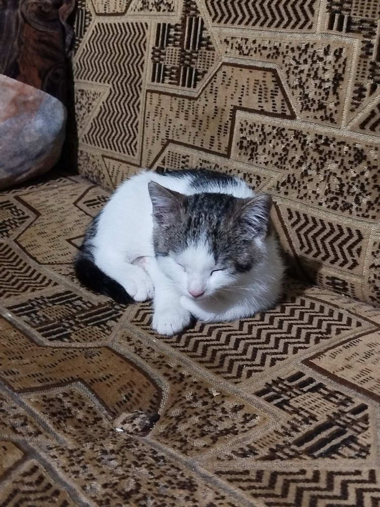 Віддам кошеня добрим людям