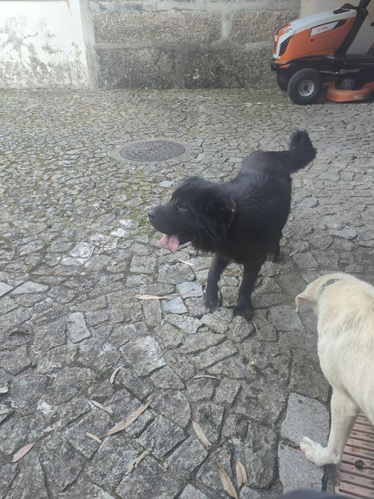 Cão preto para adoção