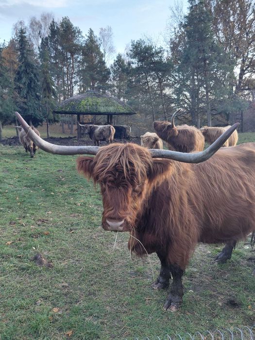 Sprzedam bydło szkockie.