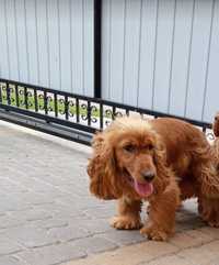 Cocker spaniel .