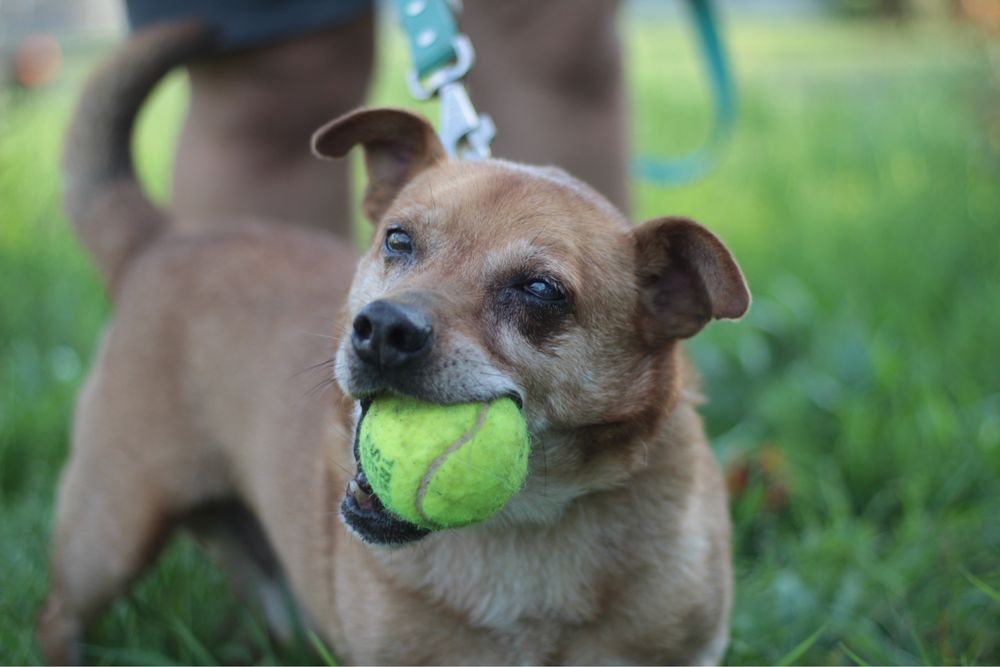 Wesoły, kochany Pakerek prosi o kochający domek