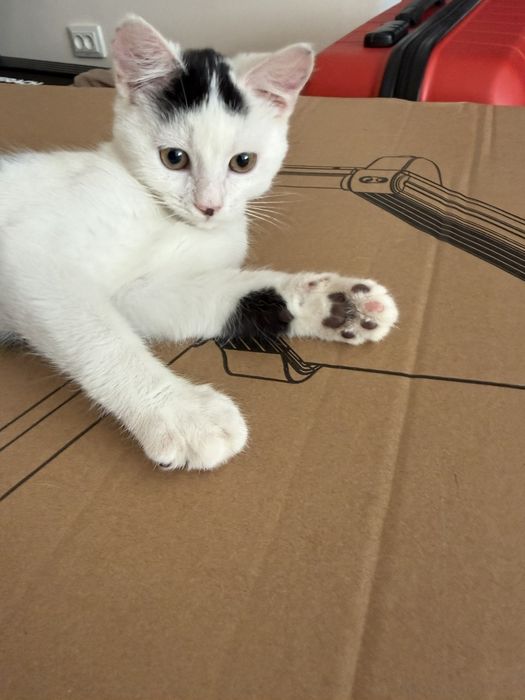 Котик хлопчик. 2 місяця.  І він всеїдний!!!