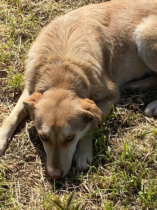 Отдам даром в добрые руки собачек метисы лабрадора
