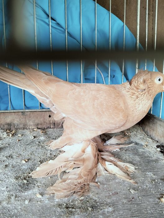 Witam sprzedam wywrotki 2025