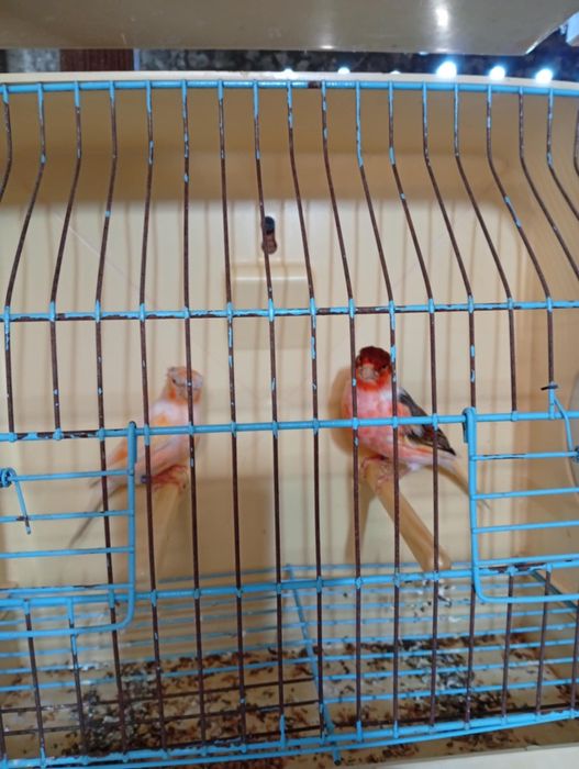 Arlequim português venda/troca