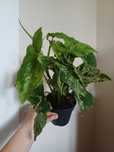 Syngonium mottled mojito