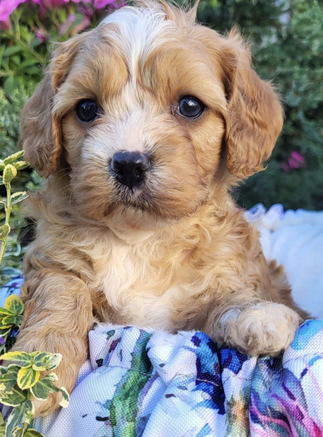 Cavapoo Samczyk hybryda ras