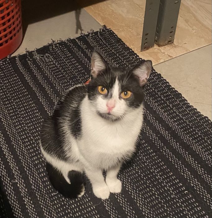 Kotek roczny do adopcji