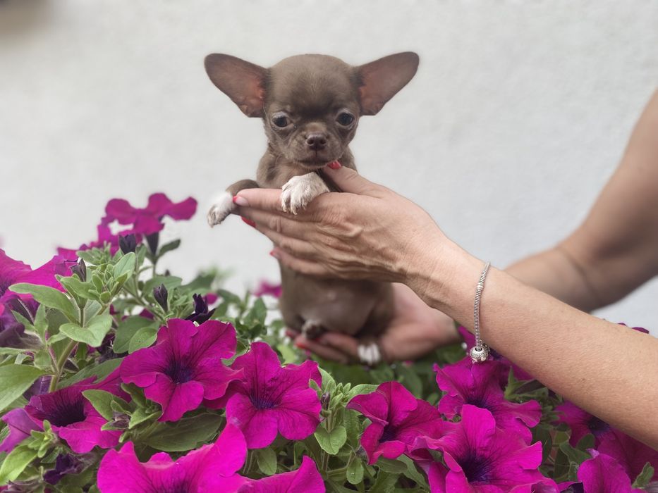Suczka Chihuahua czekoladowa cudowna gotowa do odbioru .