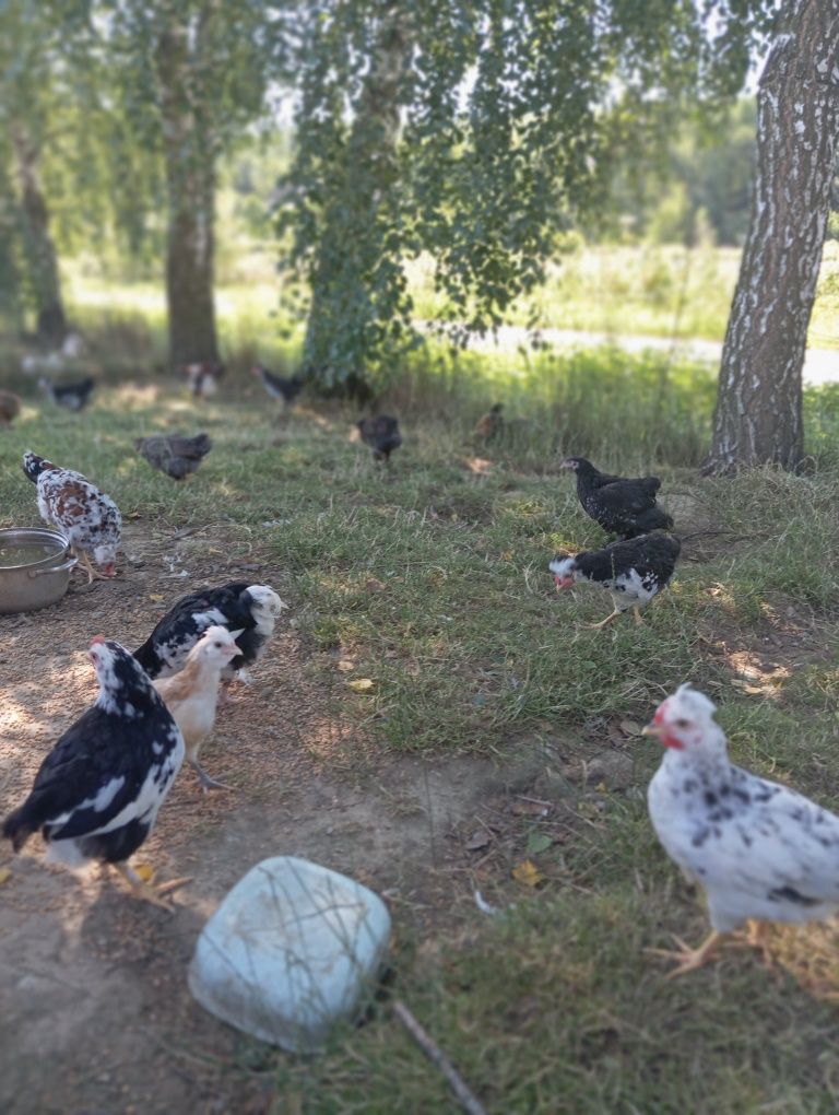 Pisklęta, kurczęta,kogutki,w różnym wieku sprzedam