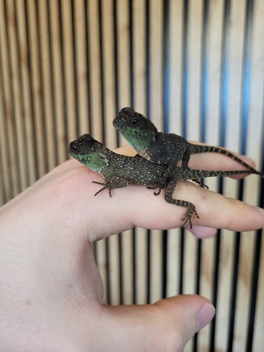 Agama rogata górska (Acanthosaura capra) jaszczurka nie brodata