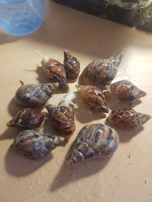 Відам безкоштовно равликів