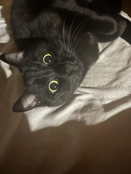 Отдам кота бесплатно