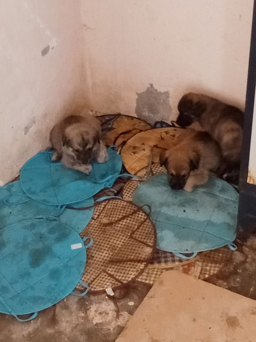 Doações de cachorros