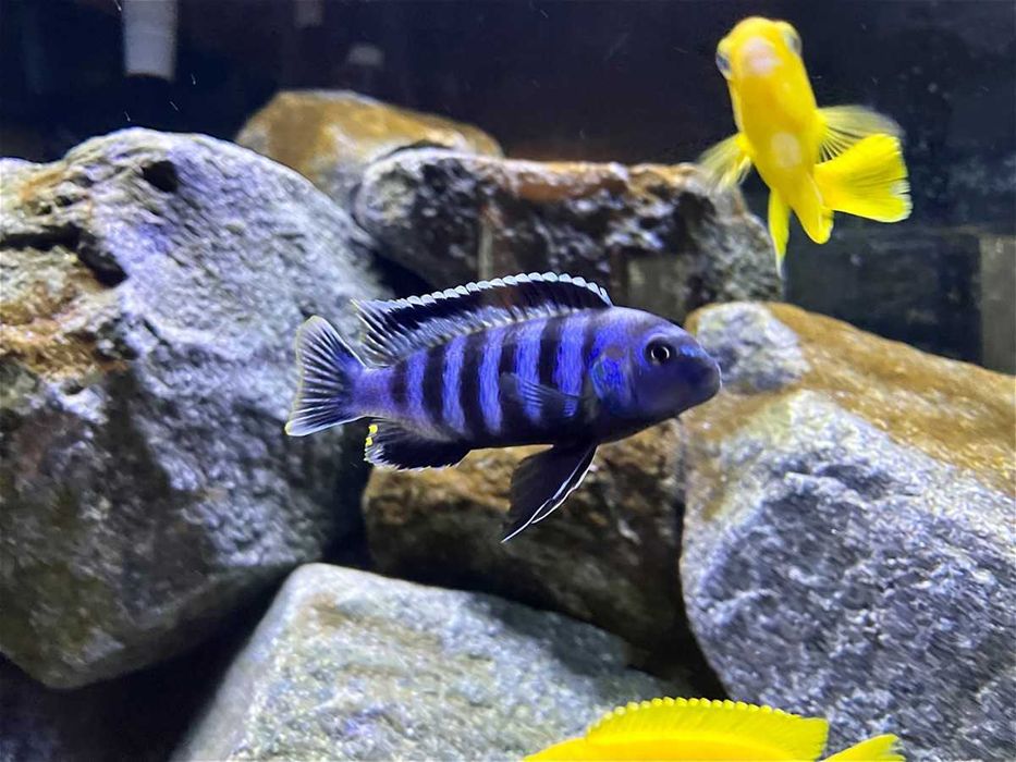 Ciclídeo Africano Chindongo Salousi - Macho