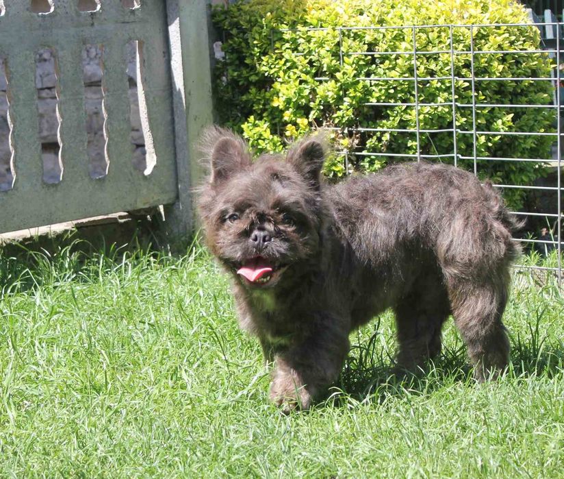 Французький бульдог флудлі