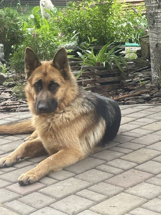 Щенки немецкой овчарки