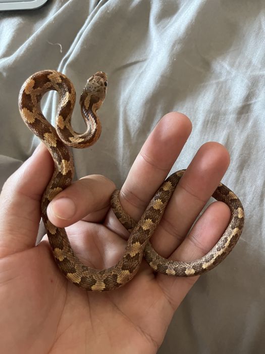 Cobra obsoleta disponivel